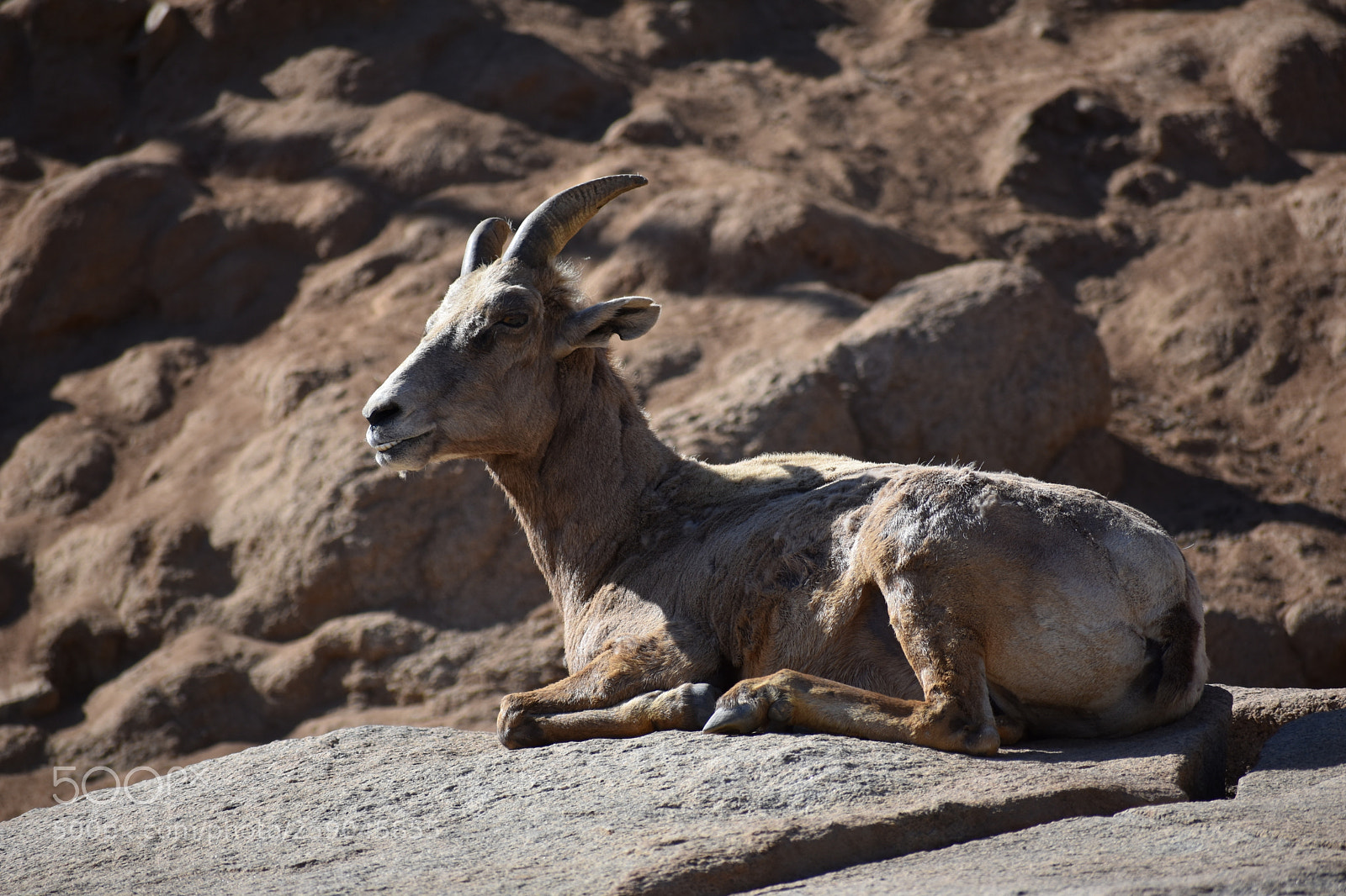 Nikon D3400 sample photo. African safari goat photography