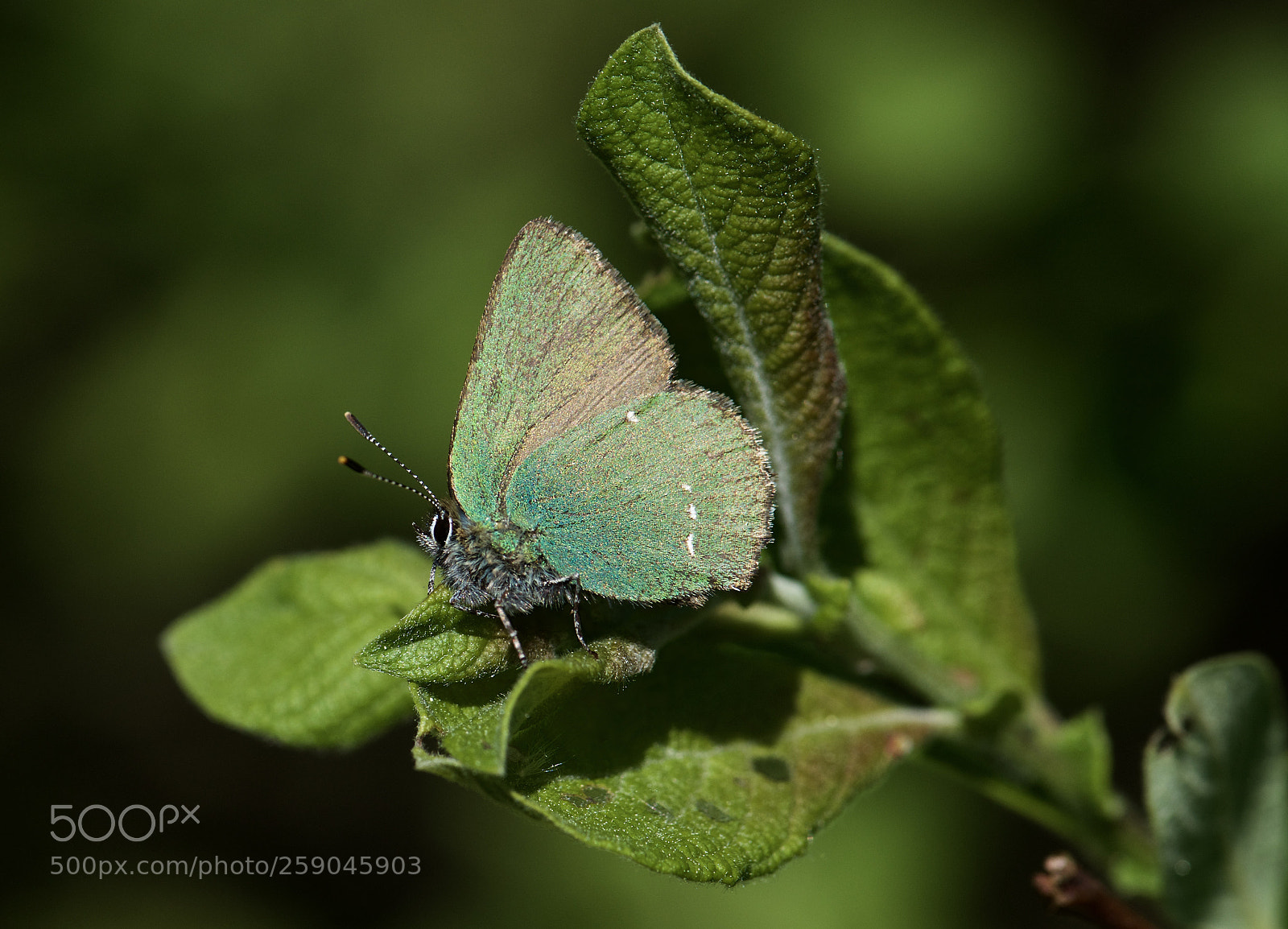Nikon D810 sample photo. Green hairstreak photography