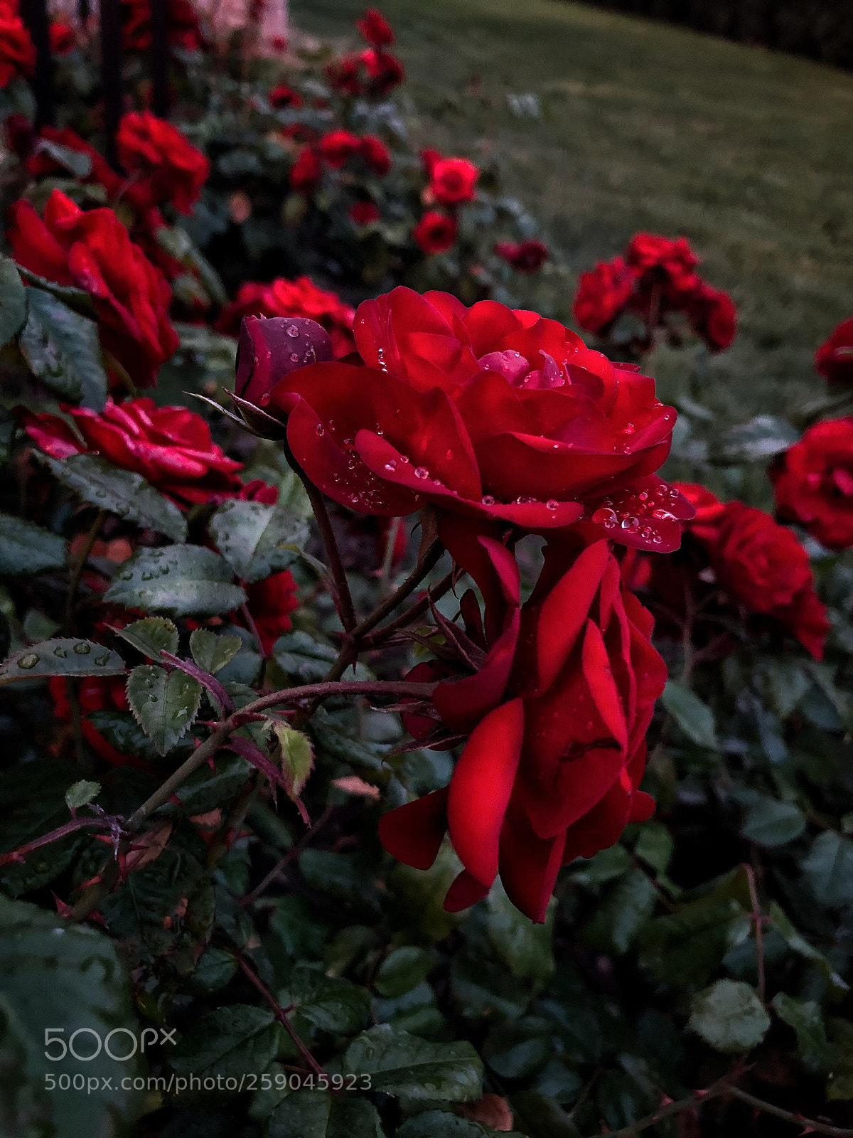 Apple iPhone 8 Plus sample photo. After rain photography