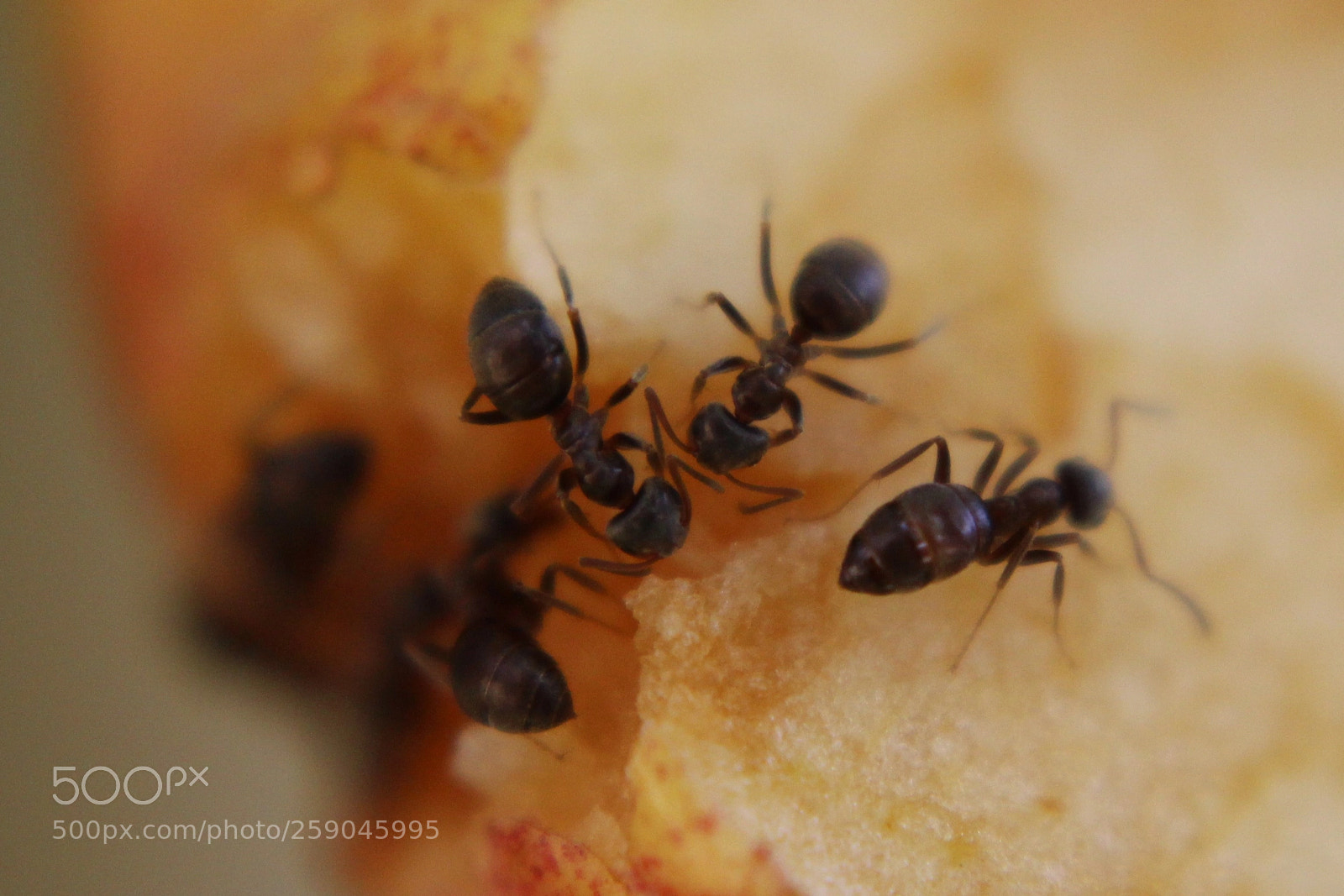 Canon EOS 100D (EOS Rebel SL1 / EOS Kiss X7) sample photo. Macro black ants photography