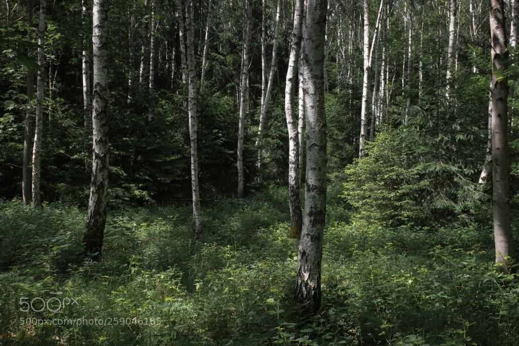 Nikon D600 sample photo. Birkenwald photography