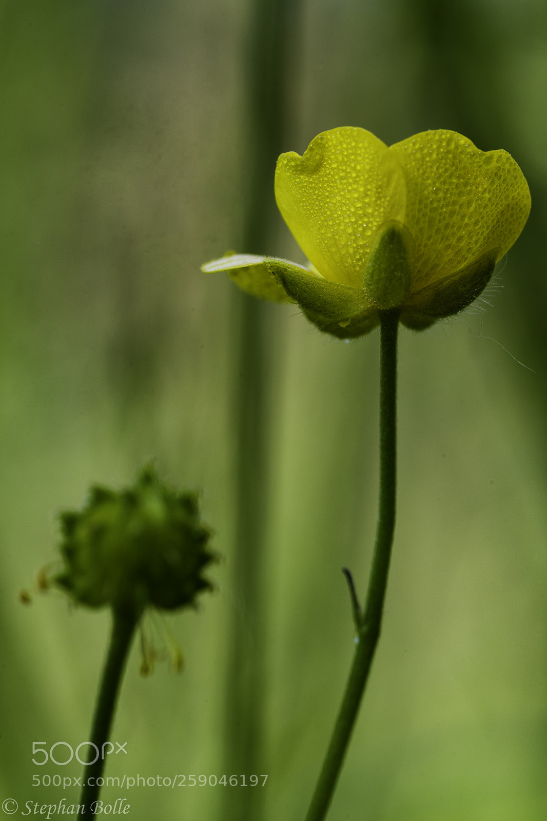 Sony a7 II sample photo. For a small one photography