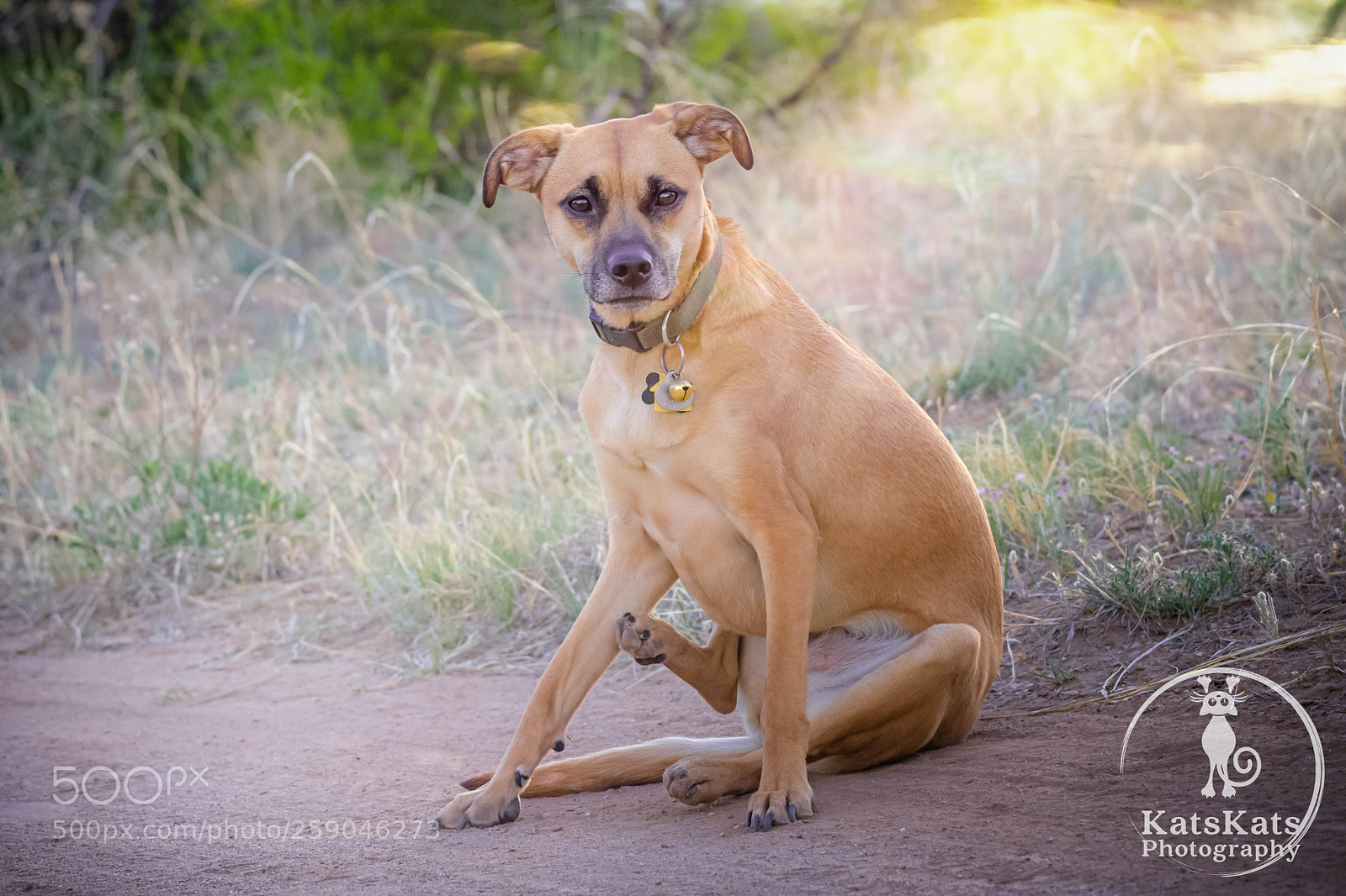 Nikon D7200 sample photo. Desert mutt photography