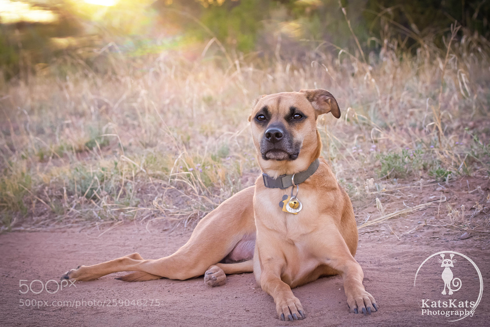 Nikon D7200 sample photo. Desert mutt photography