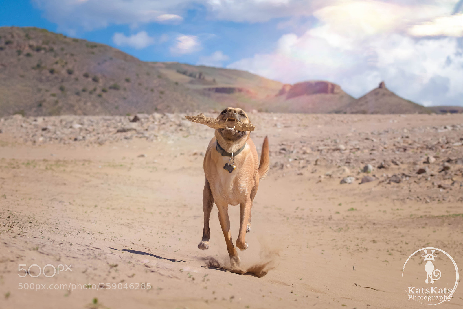 Nikon D7200 sample photo. Desert mutt photography
