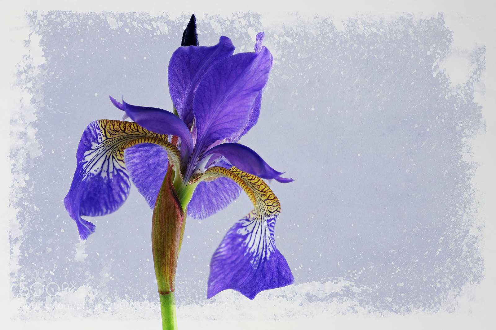 Nikon D850 sample photo. Iris photography