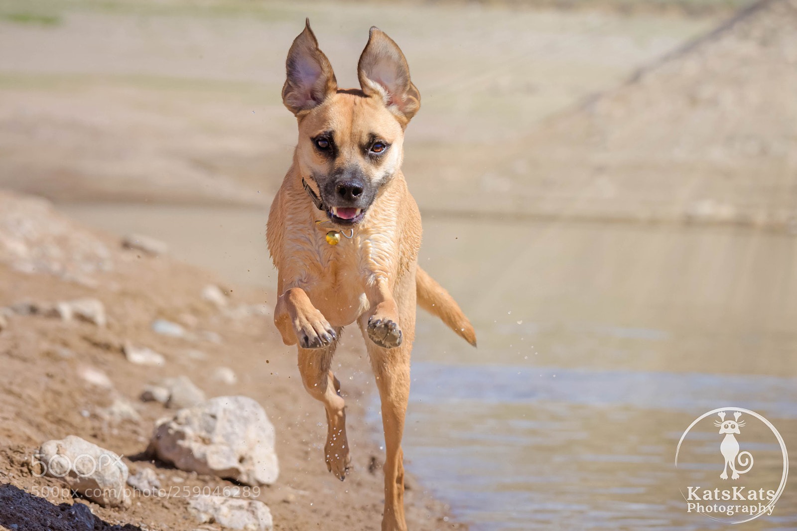 Nikon D7200 sample photo. Desert mutt photography