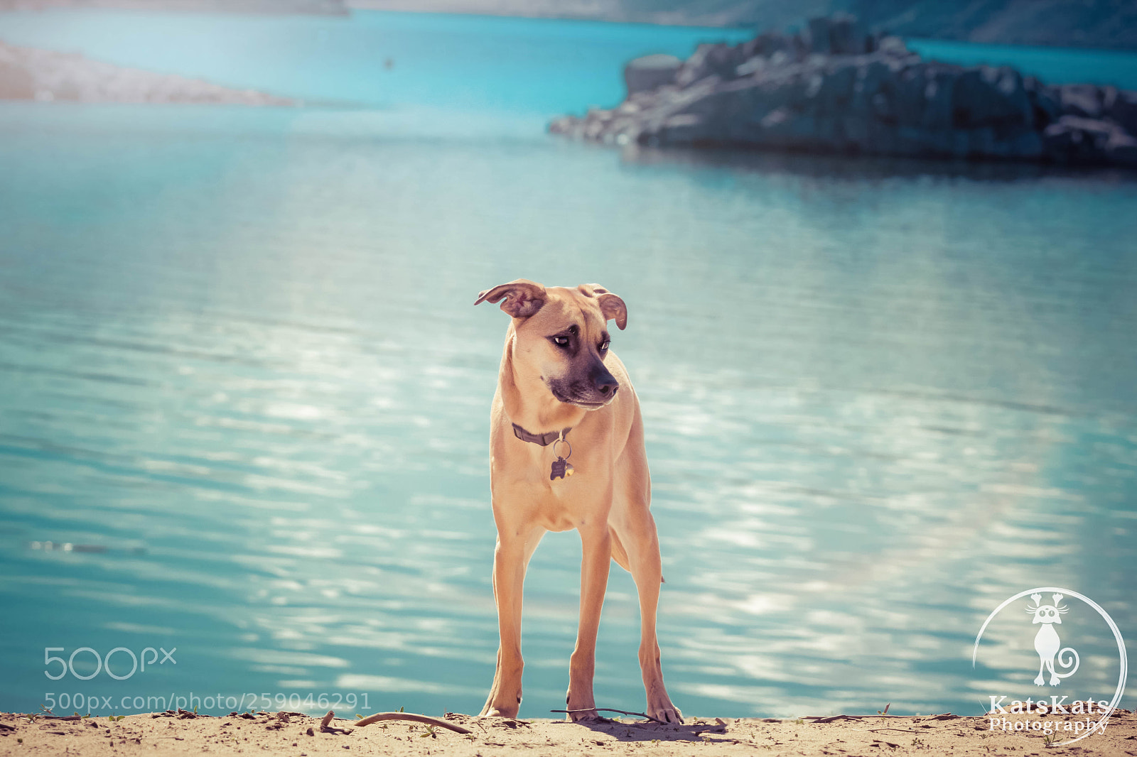 Nikon D7200 sample photo. Desert mutt photography