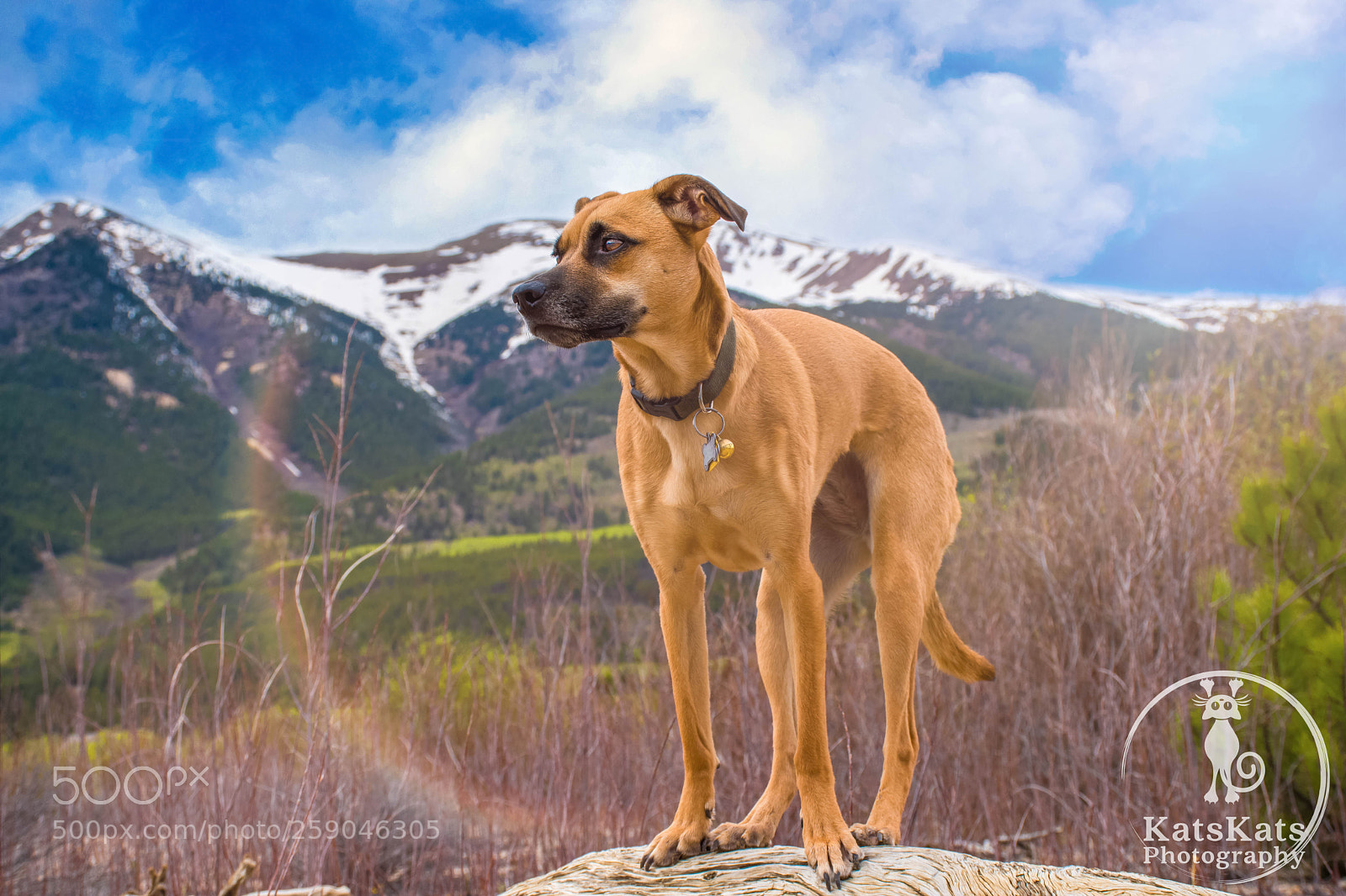 Nikon D7200 sample photo. Desert mutt photography