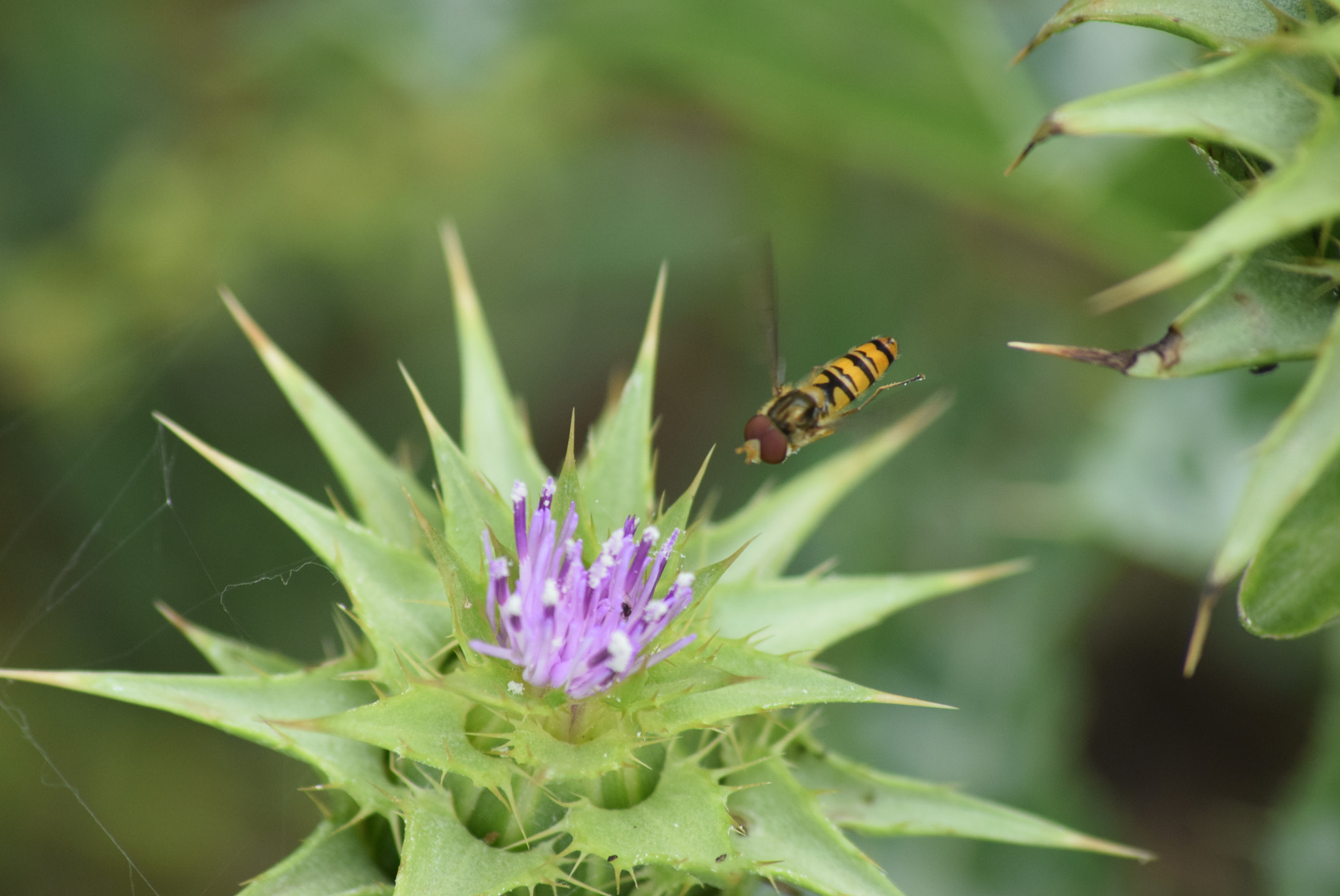 Nikon D3300 + Sigma 70-300mm F4-5.6 APO DG Macro sample photo. Thistle head with flying insect photography