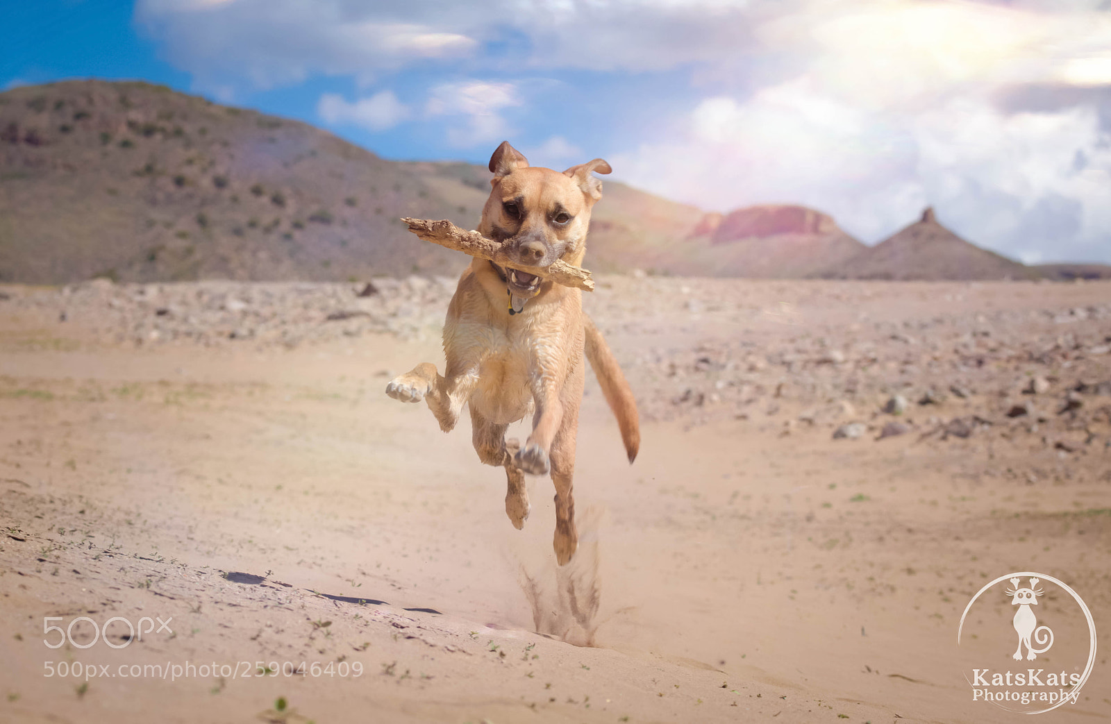 Nikon D7200 sample photo. Desert mutt photography
