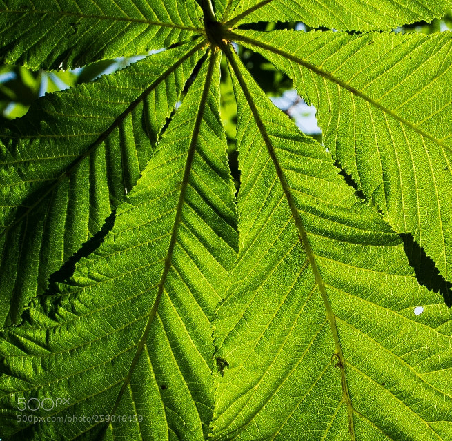 Canon EOS 1200D (EOS Rebel T5 / EOS Kiss X70 / EOS Hi) sample photo. Chestnut leaves photography