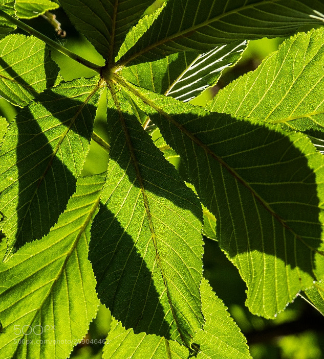 Canon EOS 1200D (EOS Rebel T5 / EOS Kiss X70 / EOS Hi) sample photo. Chestnut leaves photography