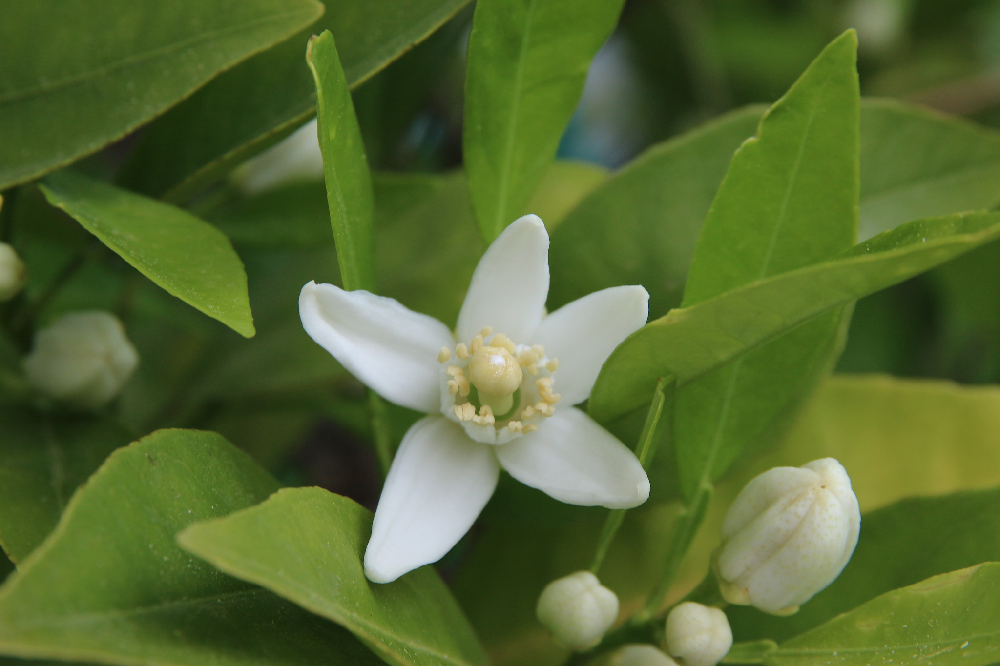 Canon EOS M10 + Sigma 17-70mm F2.8-4 DC Macro OS HSM sample photo. Flor de naranjo photography