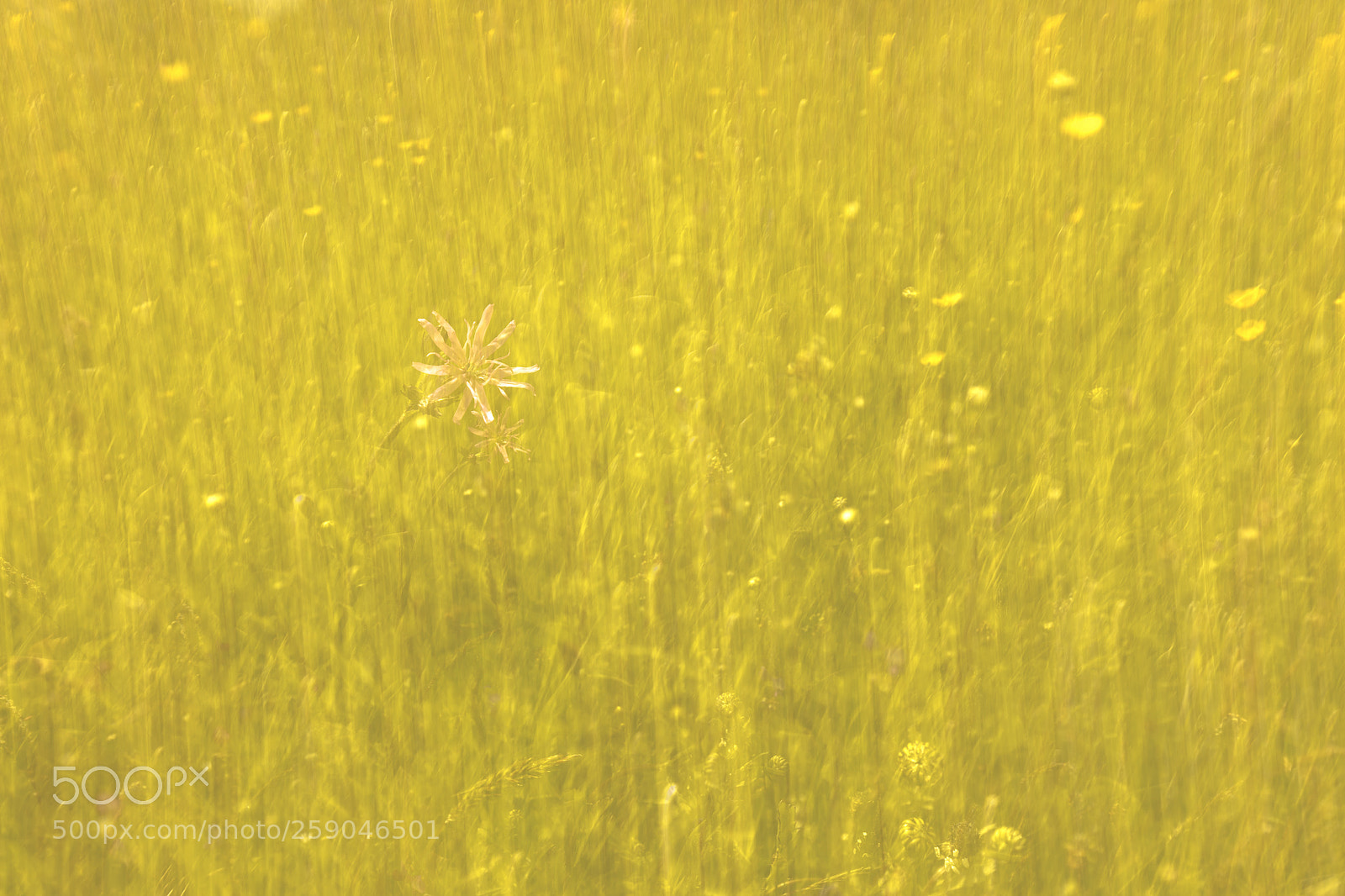 Canon EOS 5DS sample photo. Mellow yellow photography