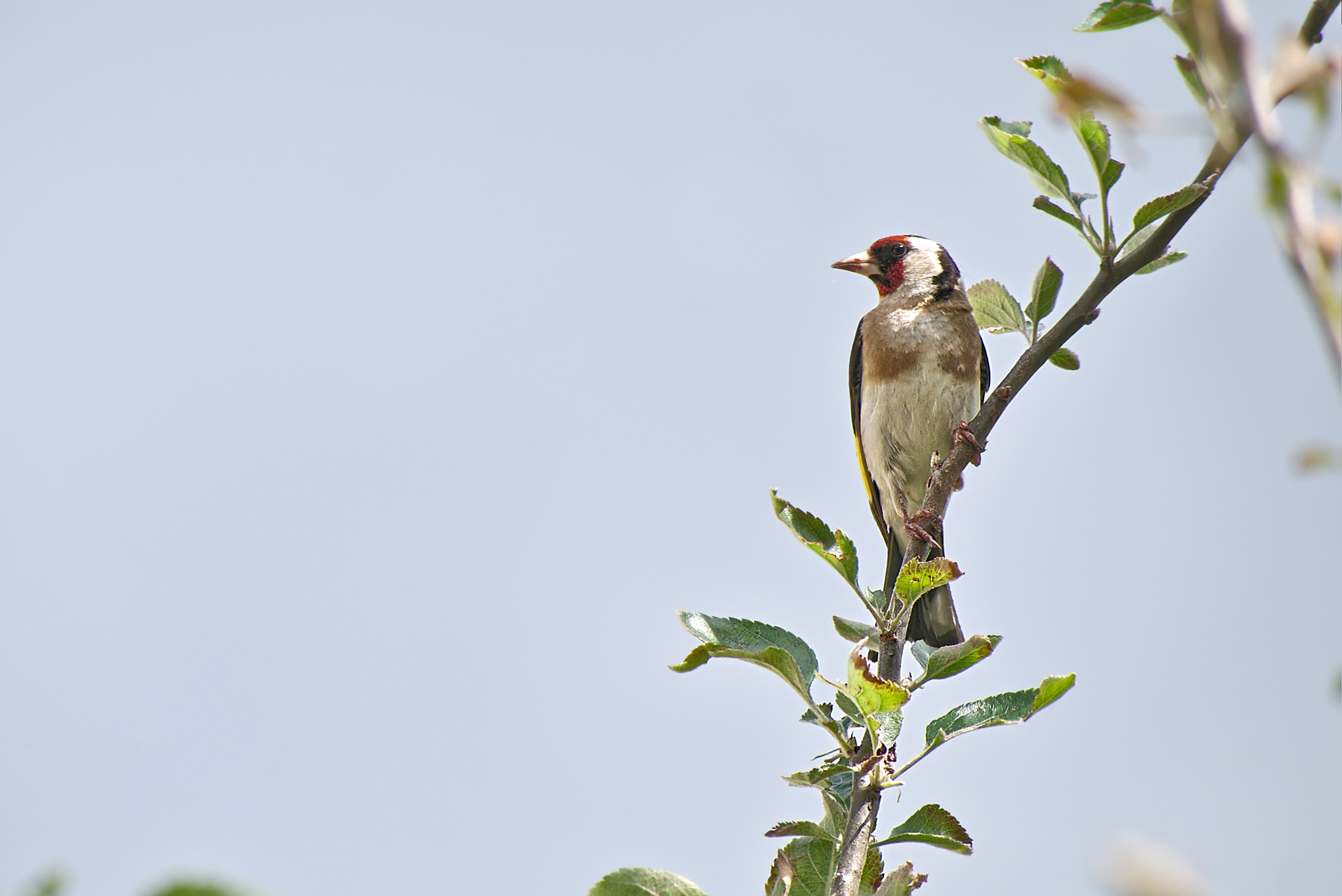 Panasonic Lumix DMC-GM1 sample photo. 2018 05 22 22_01 carduelis.jpg photography
