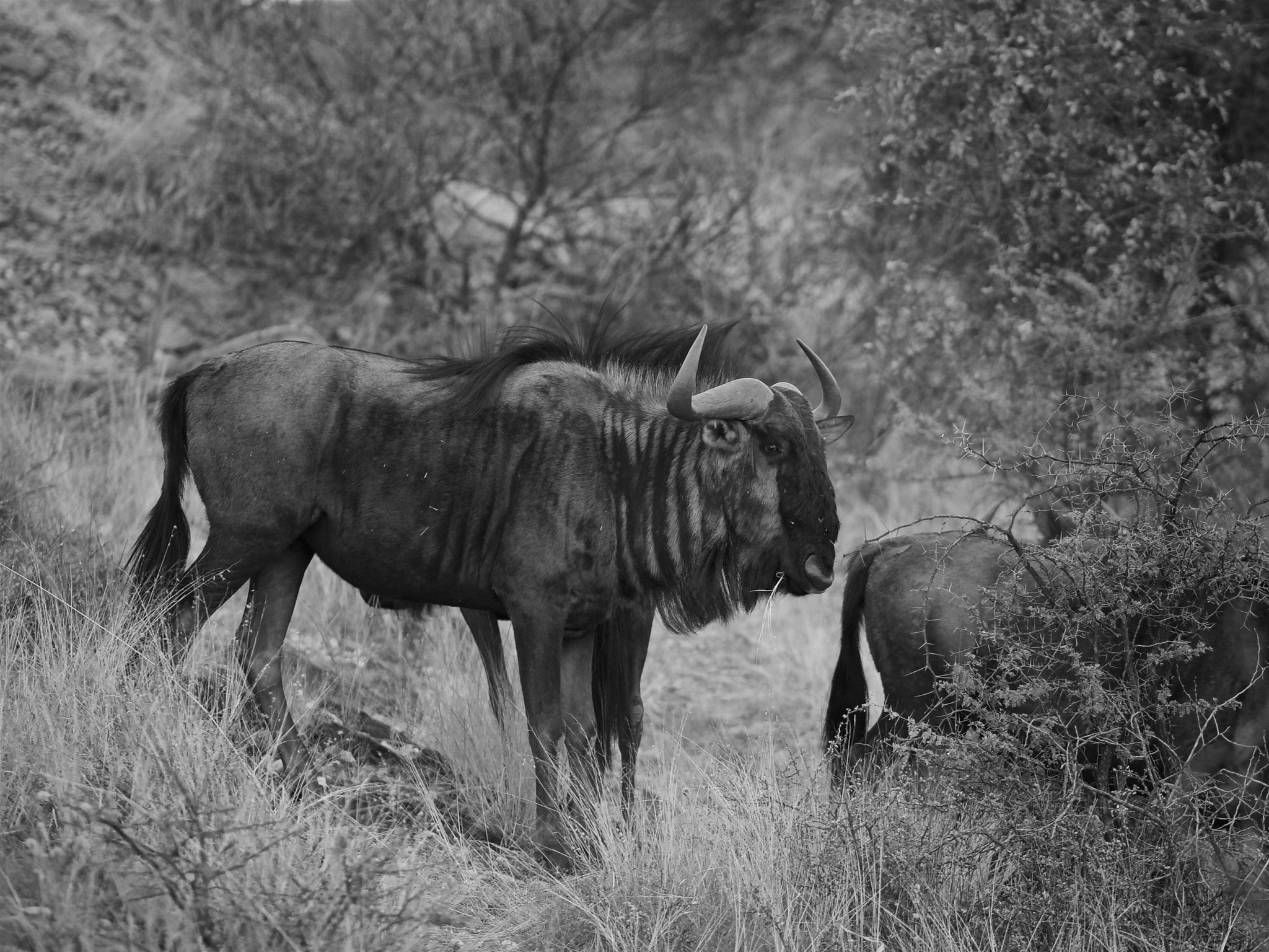 Panasonic Lumix DMC-GF2 sample photo. Gnu 
daan-viljoen-wildpark namibia  photography
