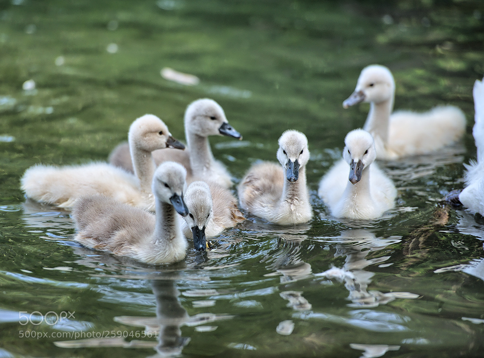 Nikon D800 sample photo. Gl ck - swan photography