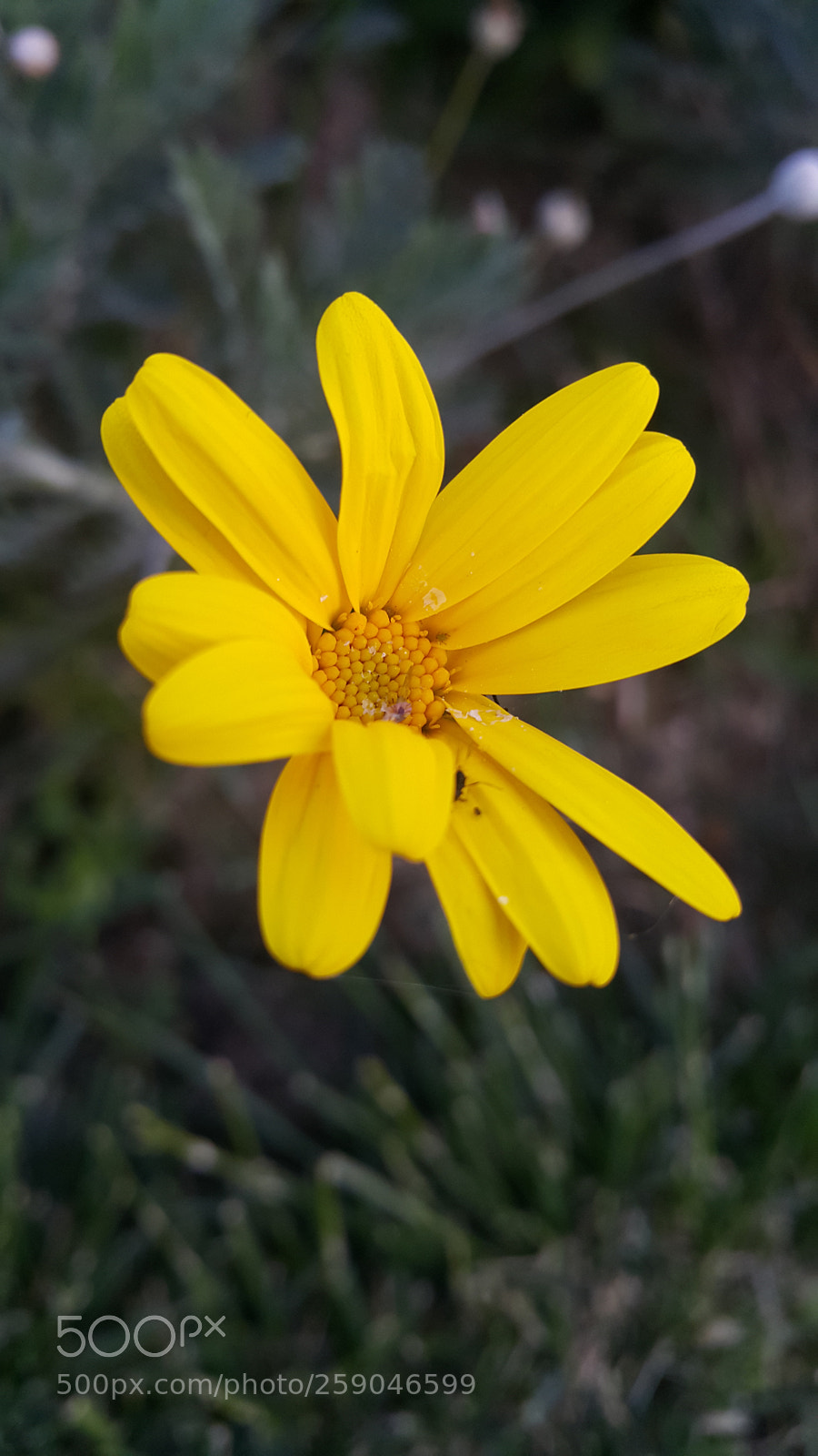 Samsung Galaxy Note4 sample photo. Untitled photography