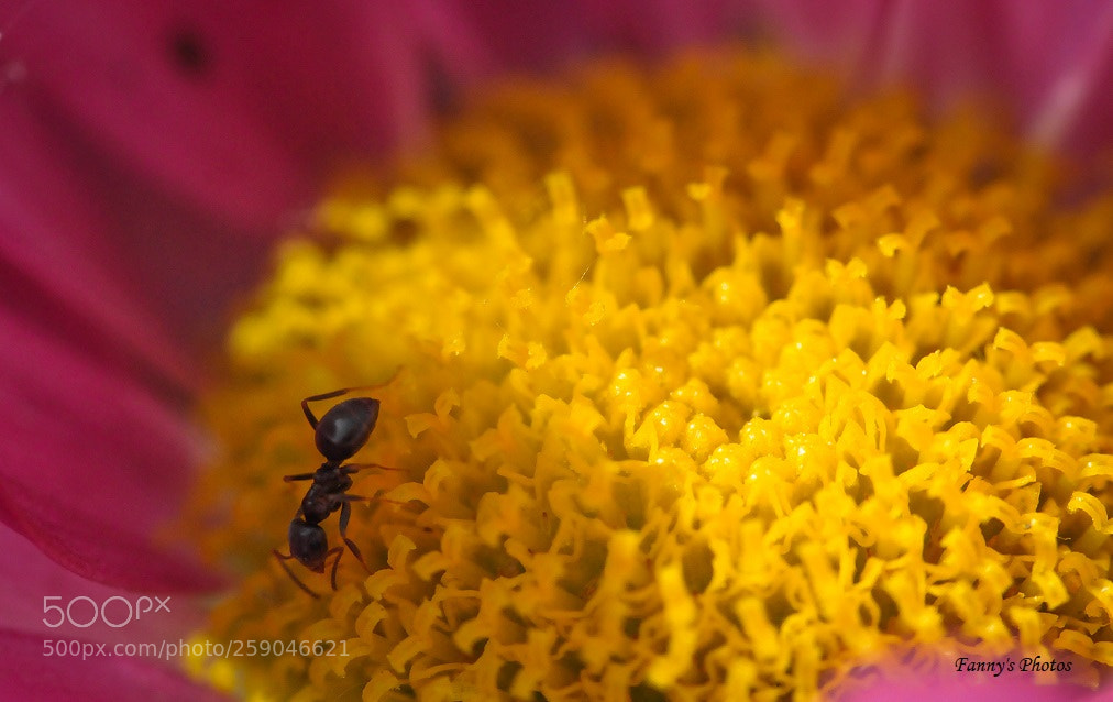 Nikon D300S sample photo. Ant . photography