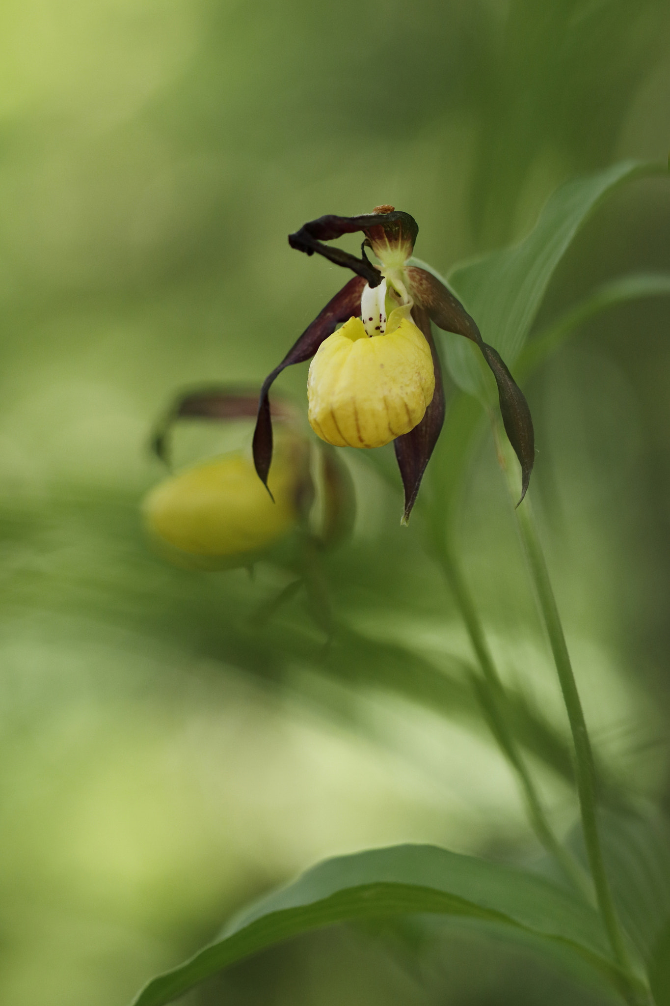 Canon EF 100mm F2.8L Macro IS USM sample photo. Frauenschuh photography