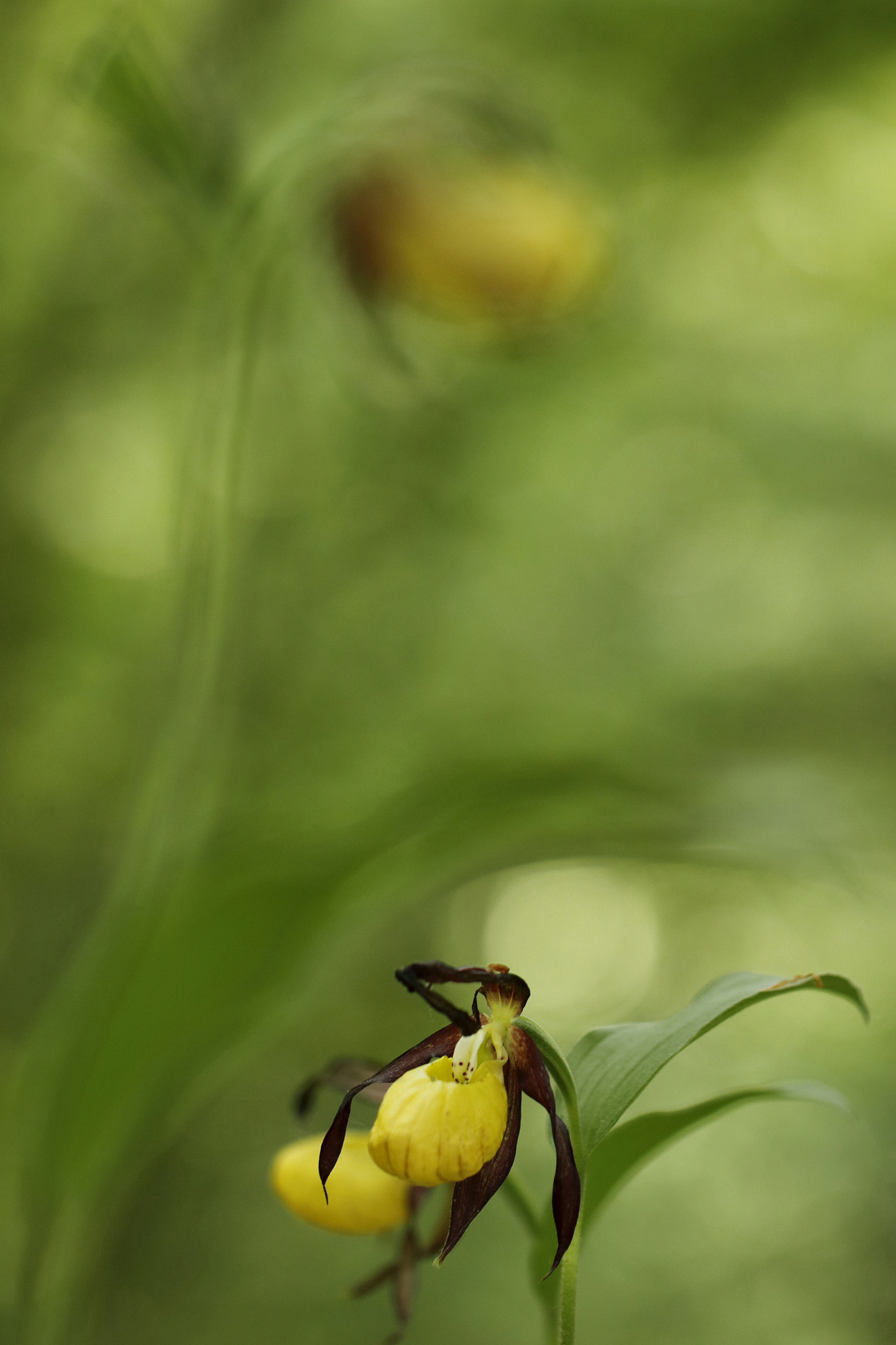 Canon EF 100mm F2.8L Macro IS USM sample photo. Frauenschuh photography