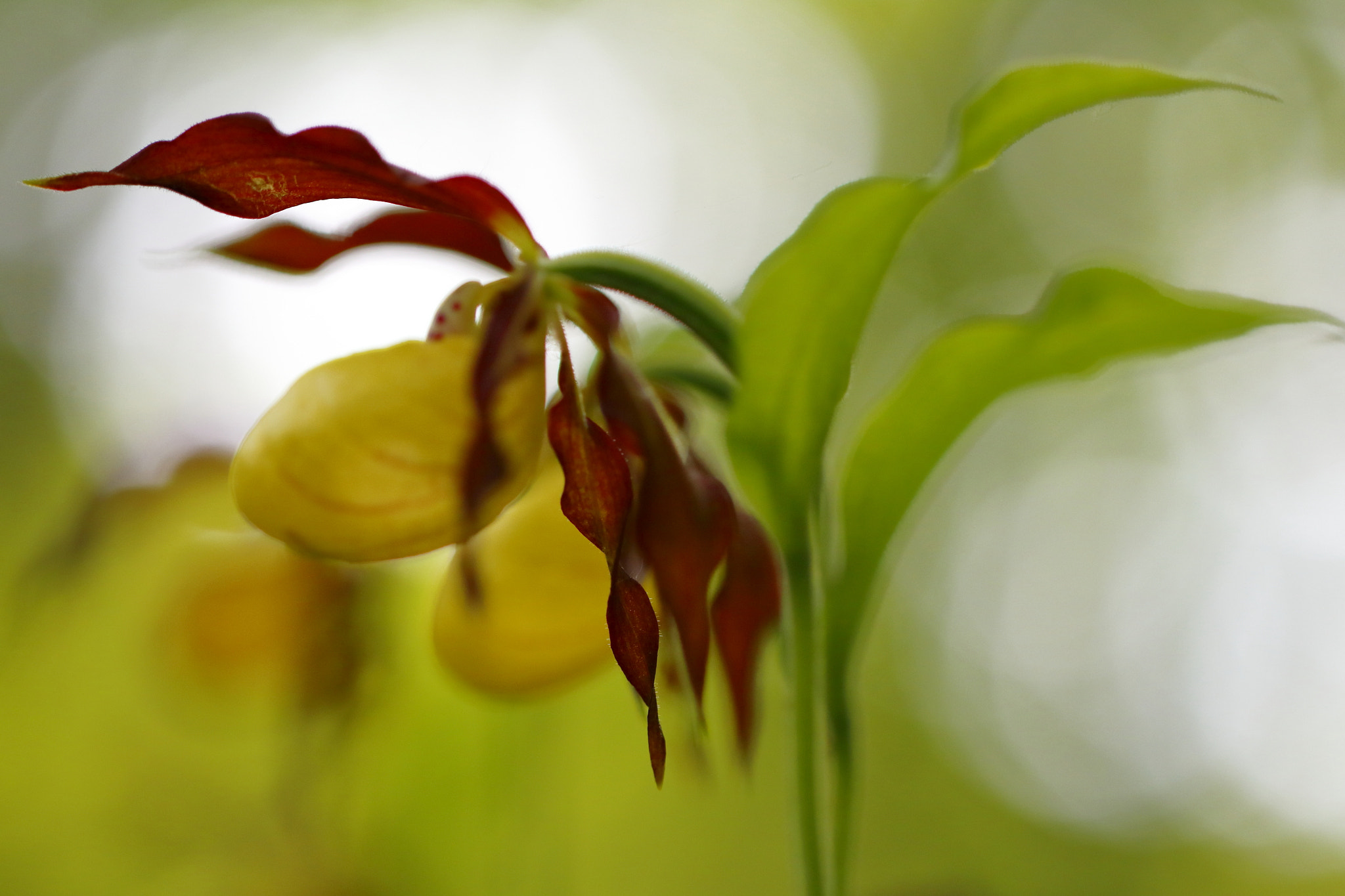 Canon EF 100mm F2.8L Macro IS USM sample photo. Frauenschuh photography