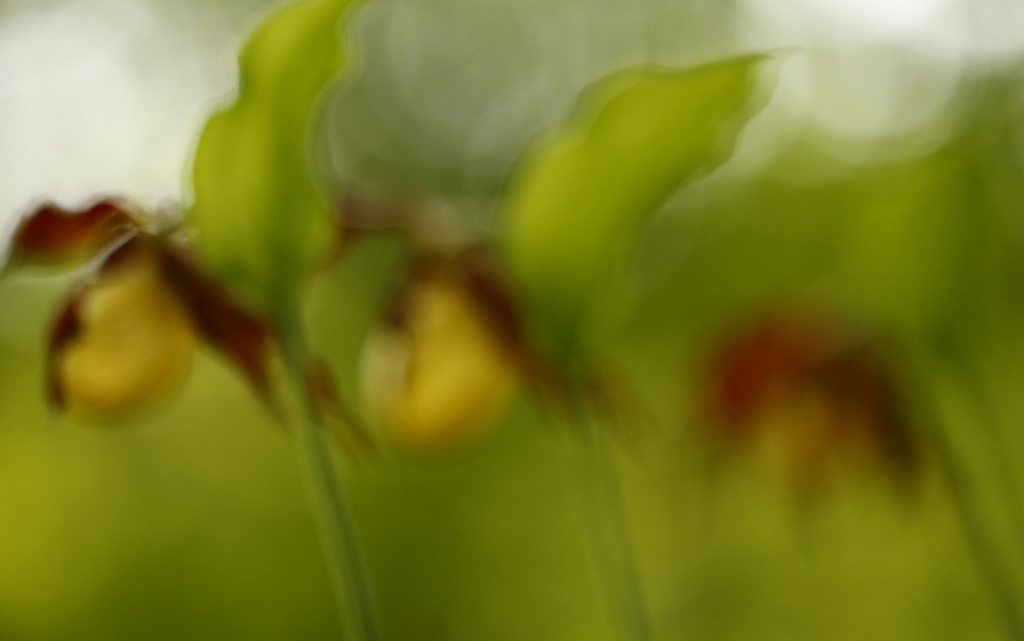 Canon EF 100mm F2.8L Macro IS USM sample photo. Frauenschuh photography