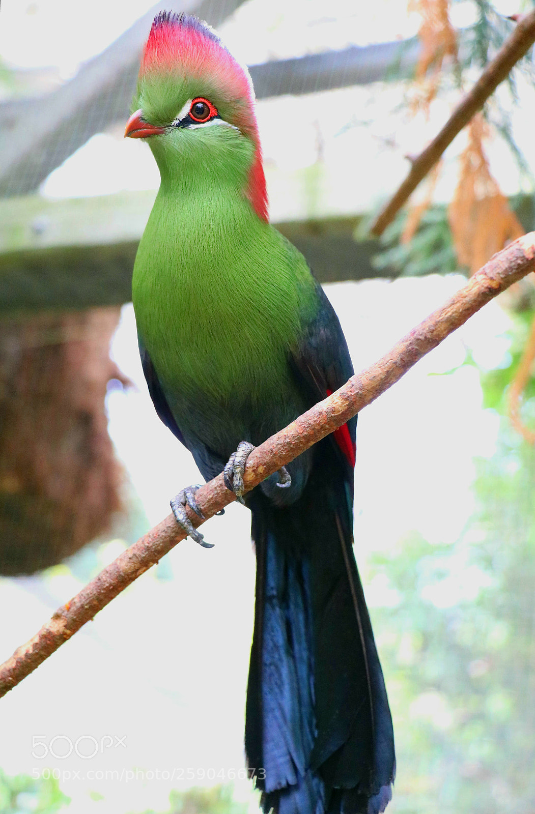 Canon EOS 80D sample photo. Knysna turaco (tauraco corythaix) photography