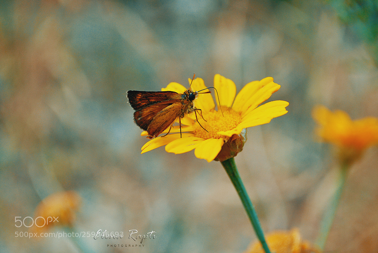 Nikon D3000 sample photo. Skipper hesperiidae butterfly .... photography