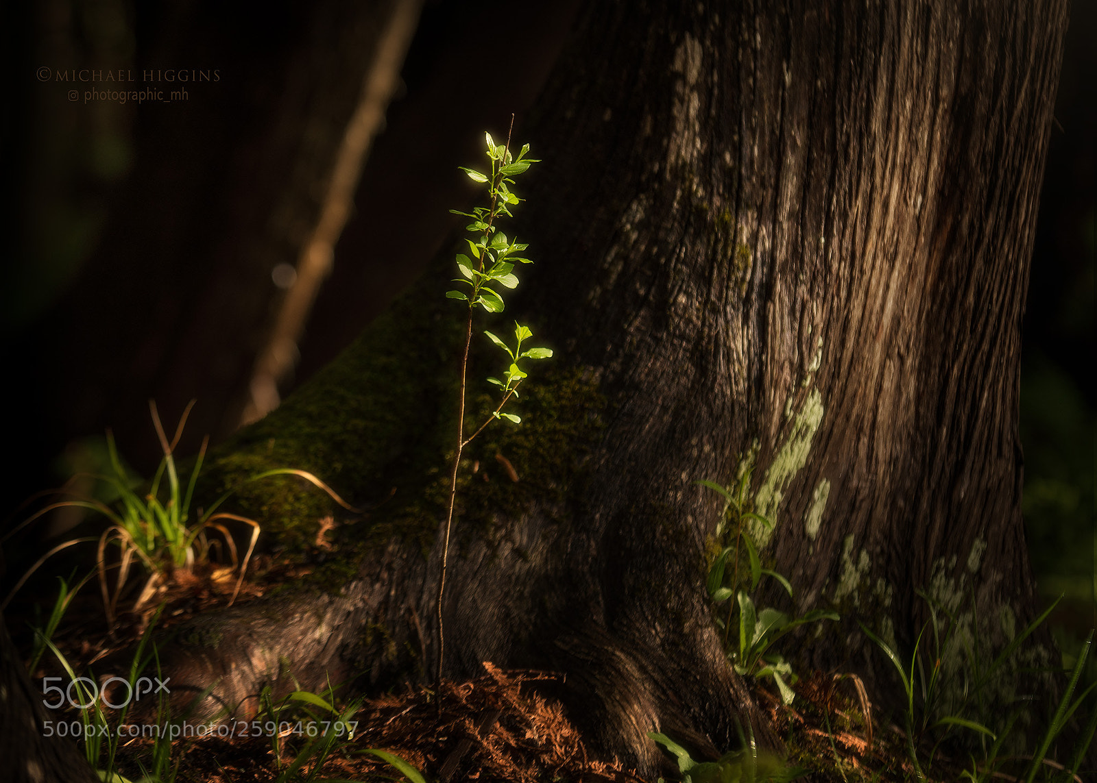 Nikon D610 sample photo. New and old photography