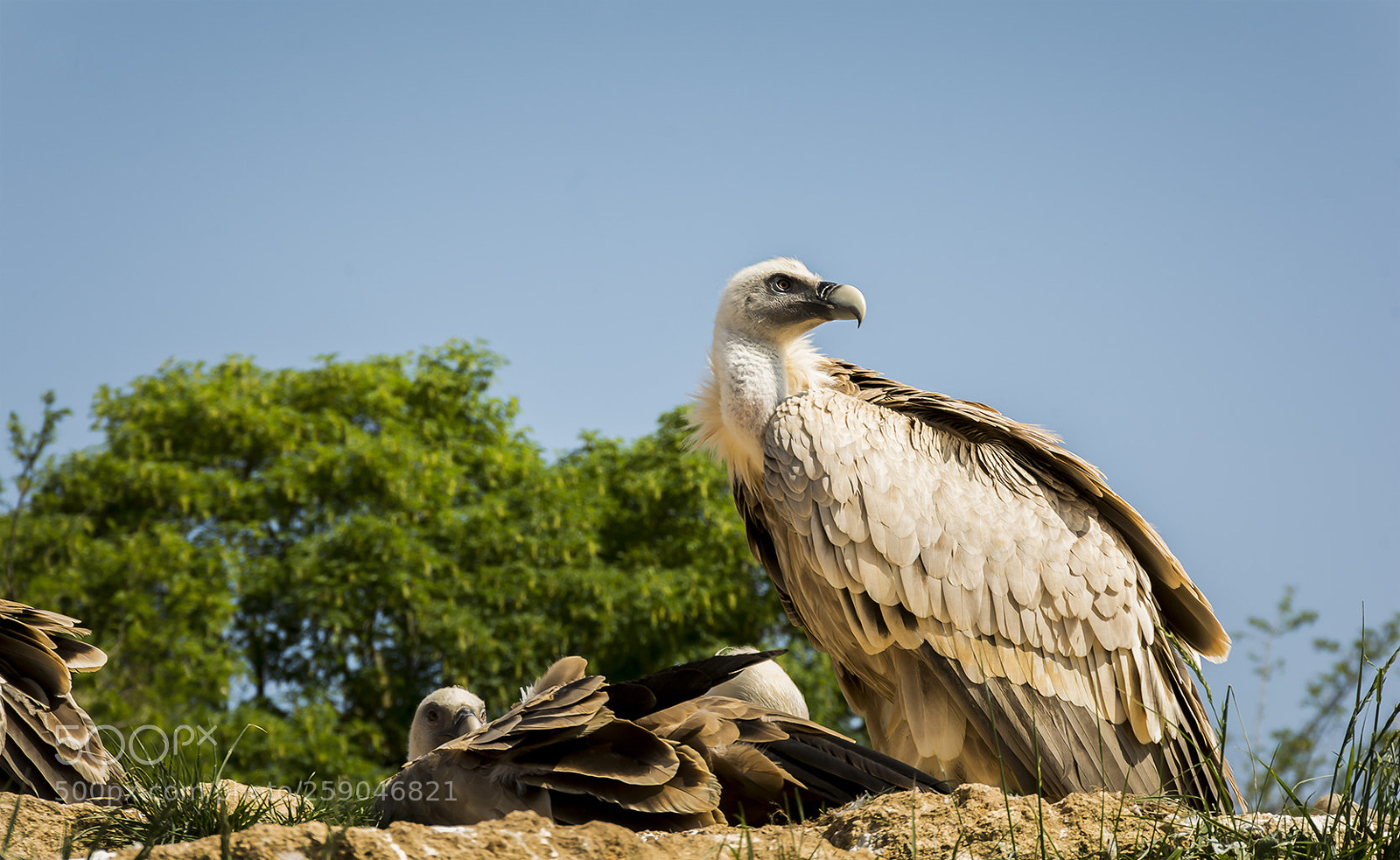 Nikon D7100 sample photo. The watcher photography