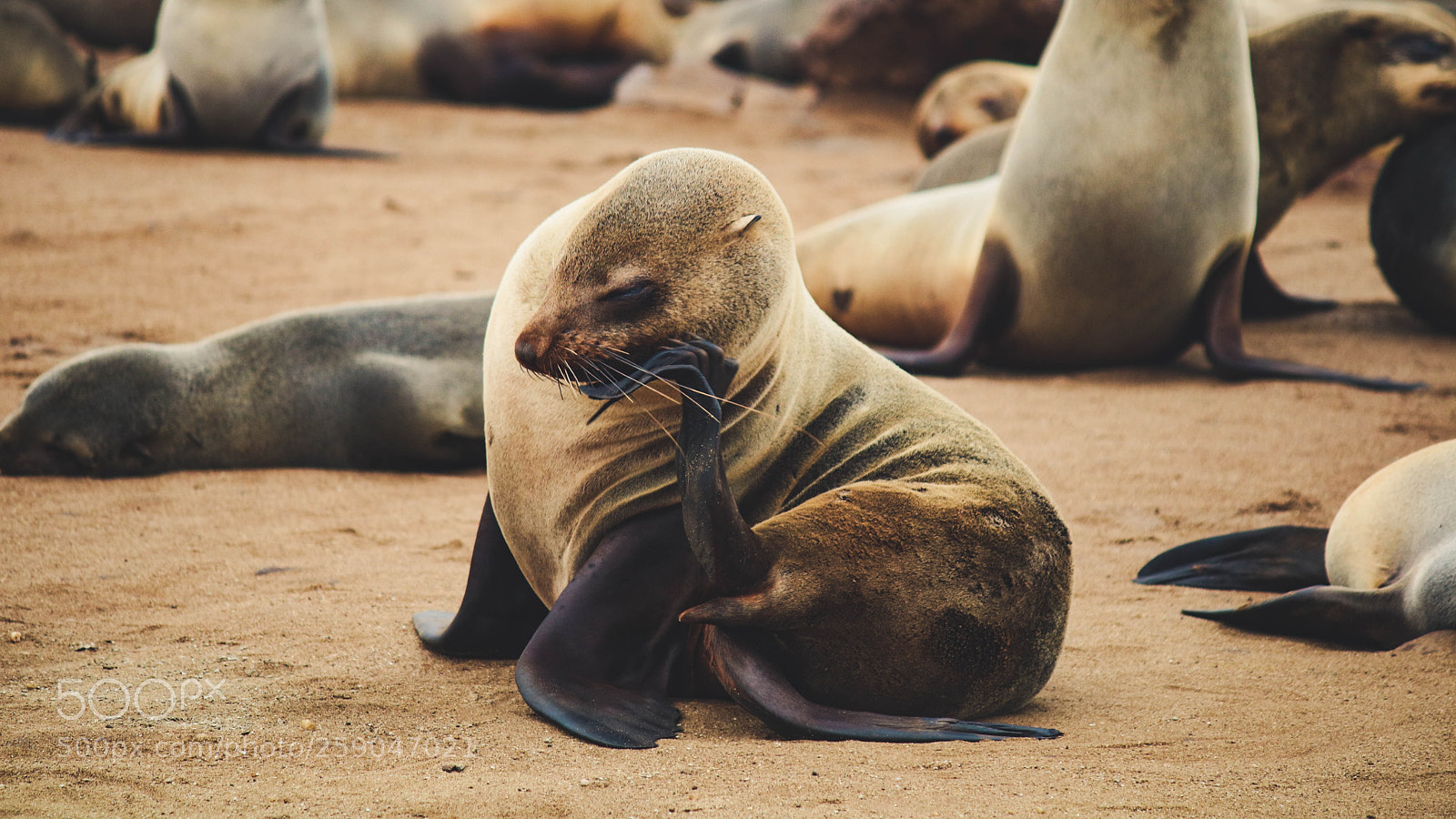 Canon EOS 750D (EOS Rebel T6i / EOS Kiss X8i) sample photo. Namibian seal photography