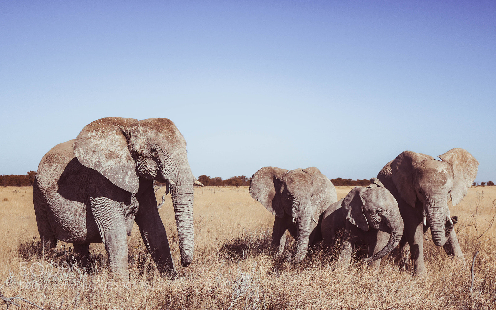 Canon EOS 750D (EOS Rebel T6i / EOS Kiss X8i) sample photo. Elephant photography
