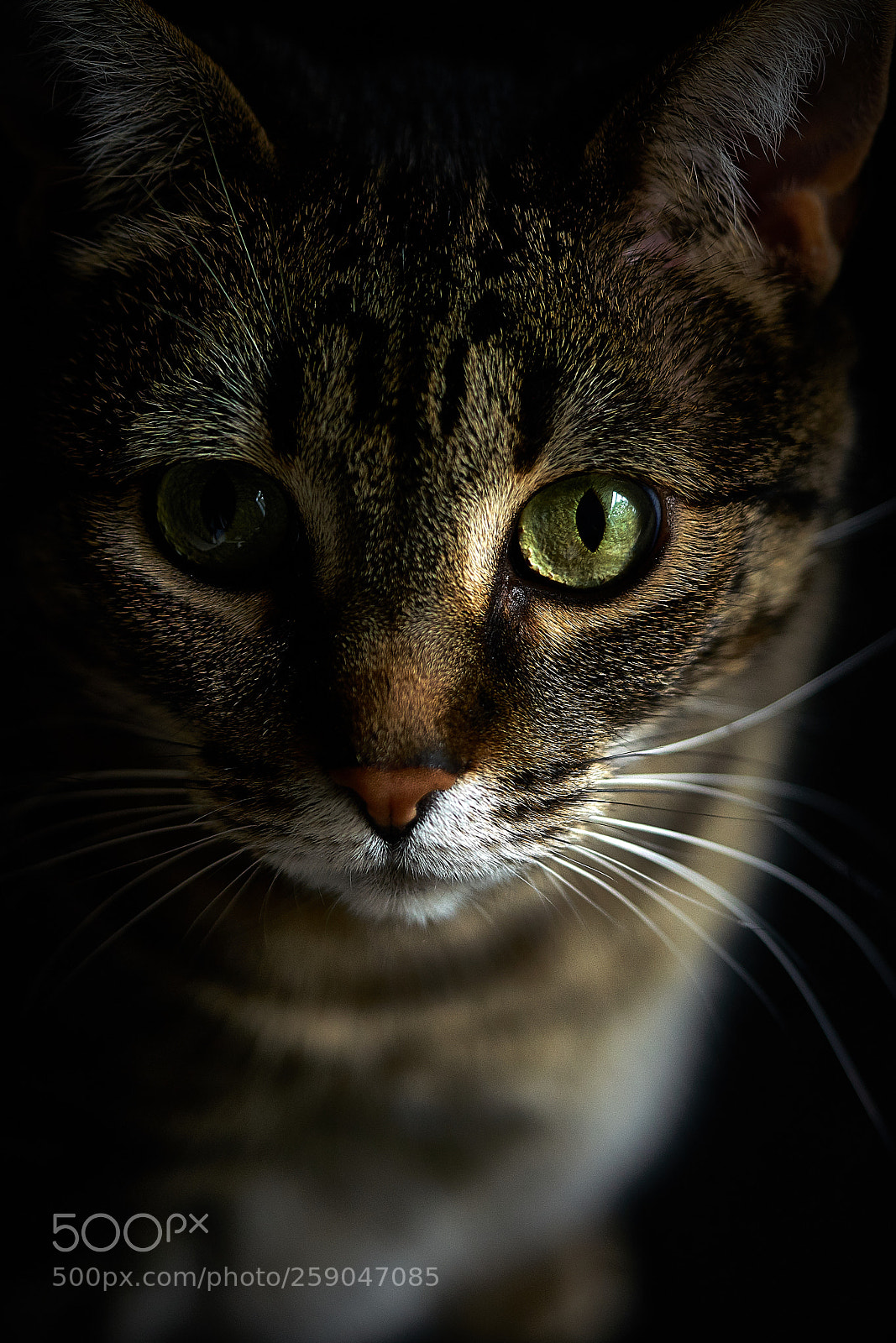 Sony a7 II sample photo. Dark cat photography