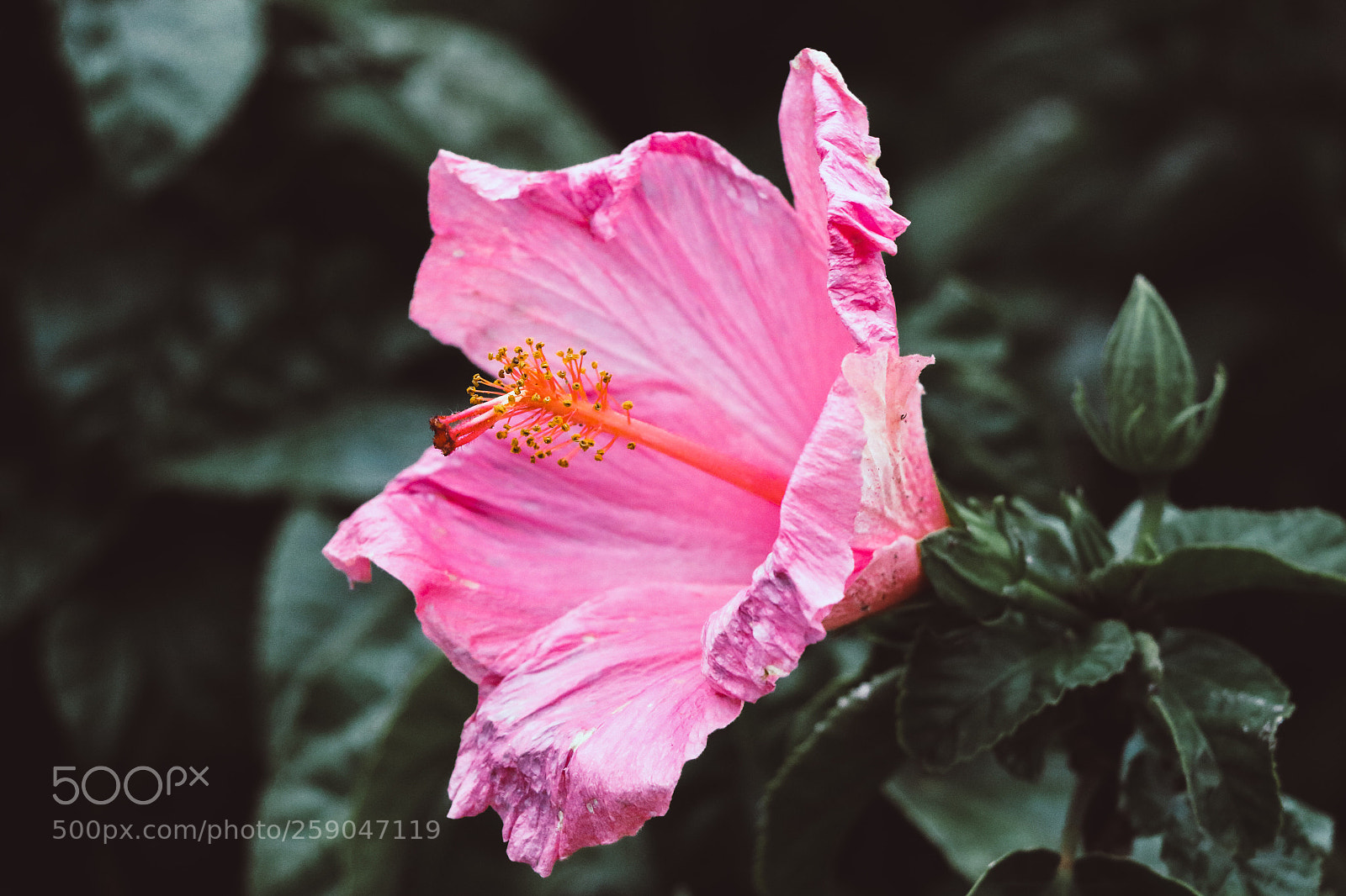 Canon EOS 7D Mark II sample photo. Untitled photography