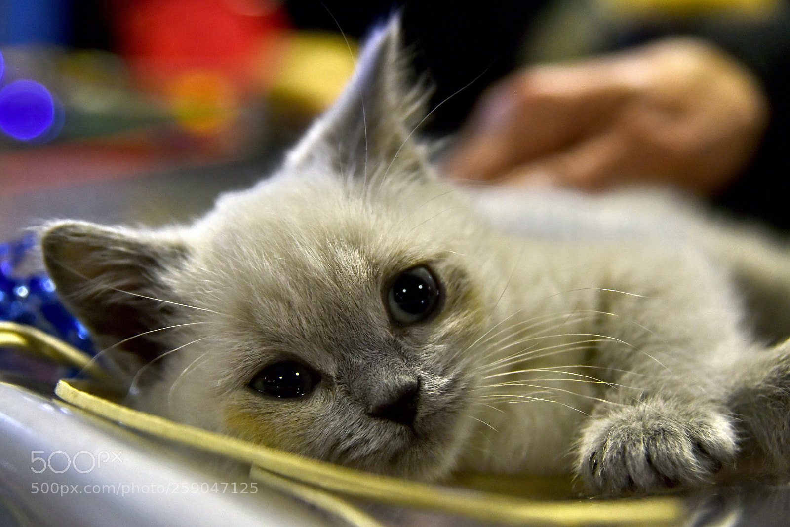 Nikon D750 sample photo. Kitten photography