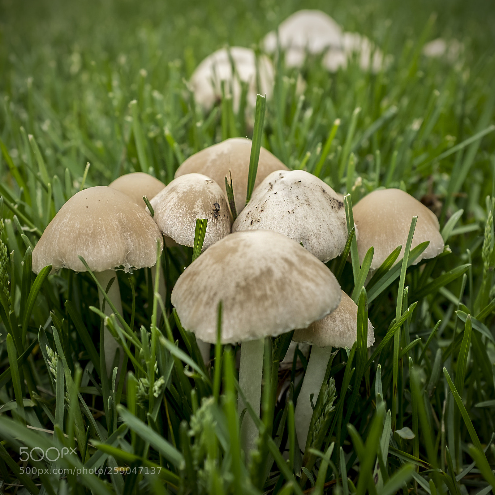 Fujifilm X100S sample photo. Spring mushrooms photography