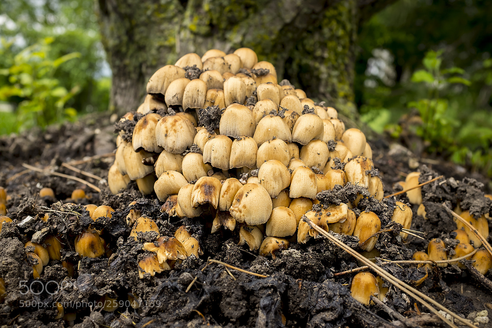 Fujifilm X100S sample photo. Spring mushrooms photography