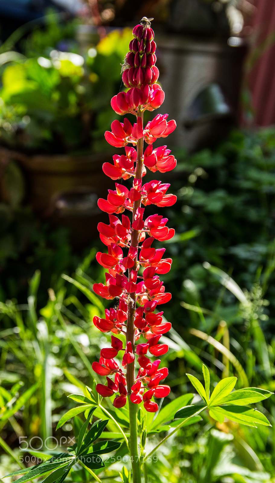 Canon EOS 1200D (EOS Rebel T5 / EOS Kiss X70 / EOS Hi) sample photo. Red rocket photography