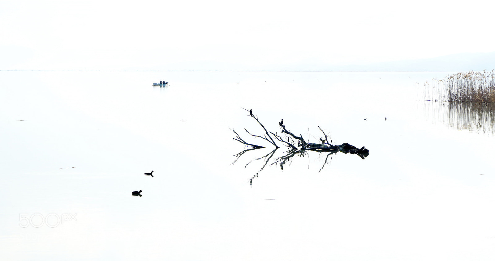 Sony a6000 sample photo. Bird lake photography