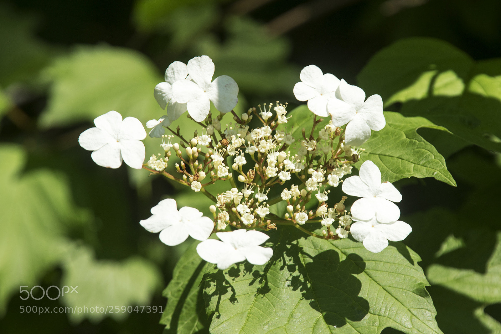 Canon EOS 7D Mark II sample photo. Blume photography