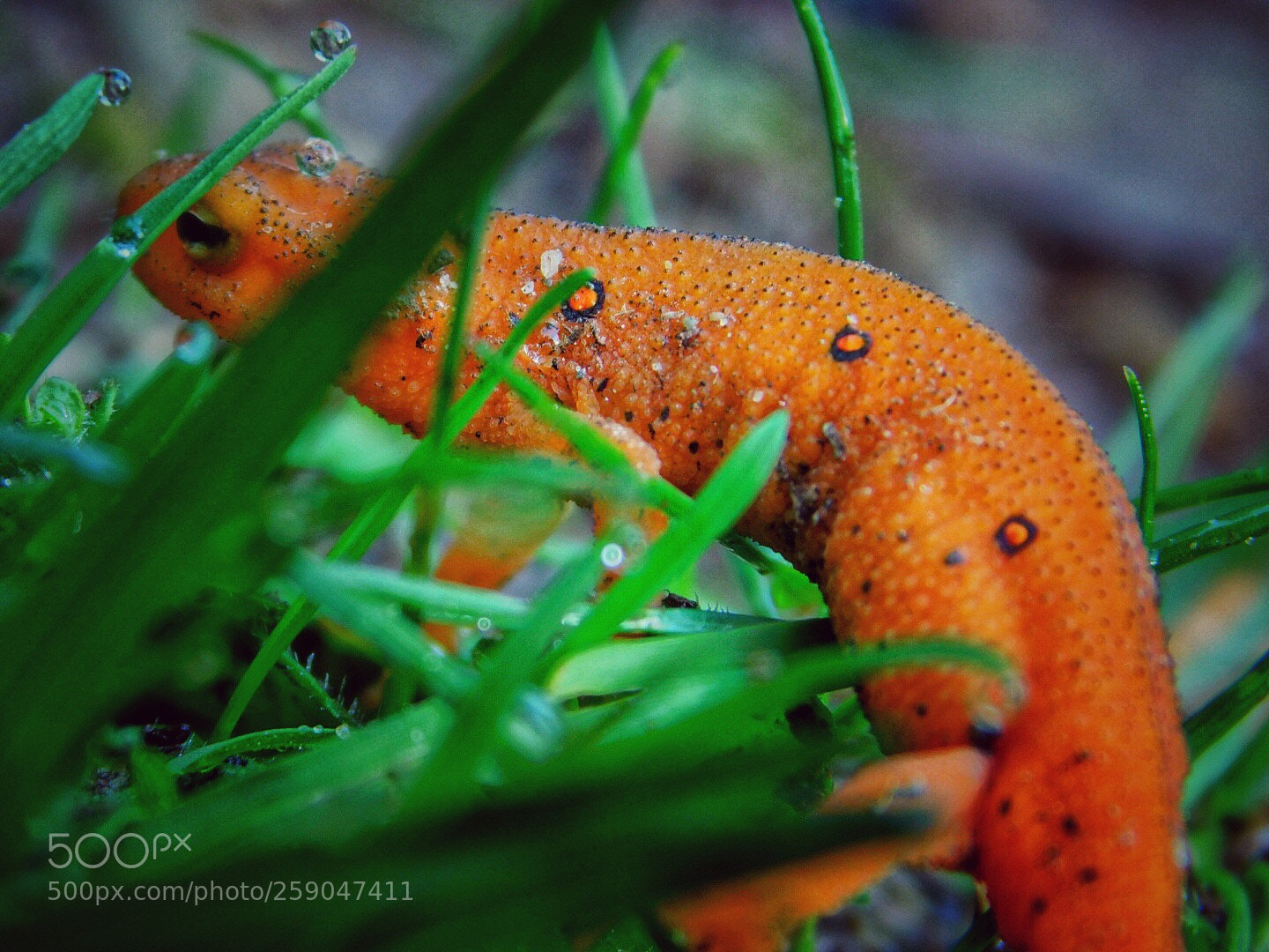 Nikon Coolpix B500 sample photo. Red eft photography