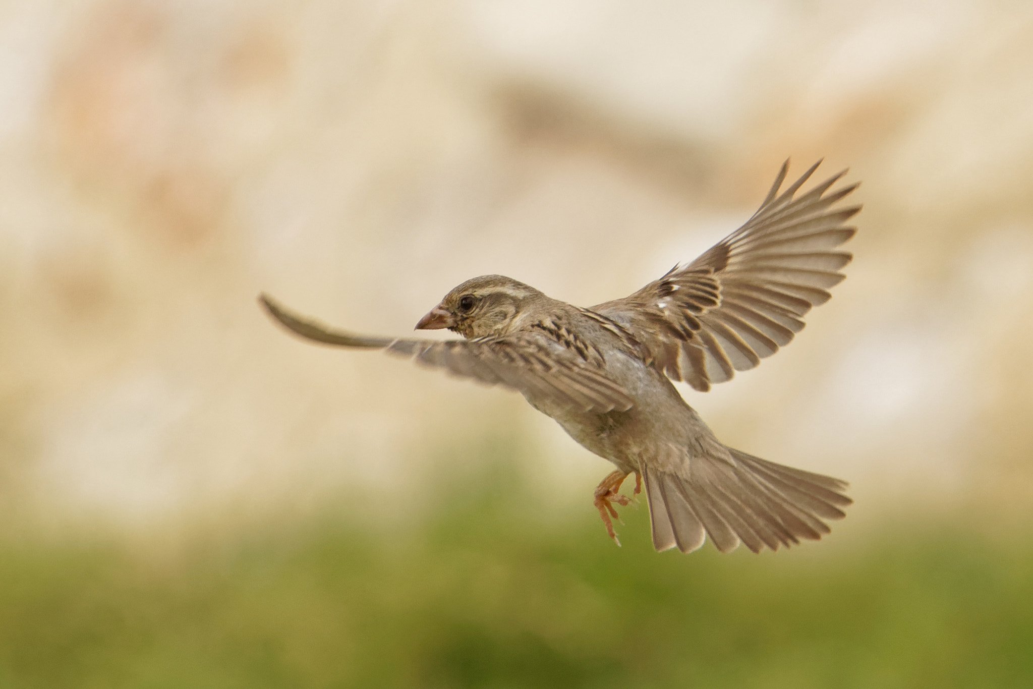 Canon EOS 5D Mark IV sample photo. Shooting randomly: sparrow and bokeh.... photography