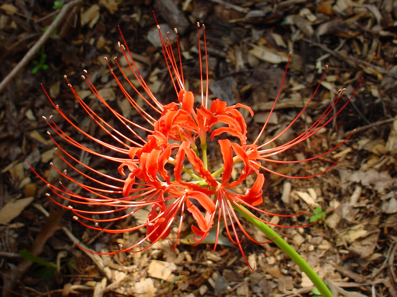 Sony MAVICA sample photo. Flower photography