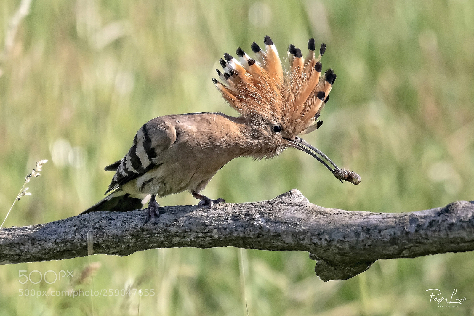 Nikon D850 sample photo. Hoopoe photography