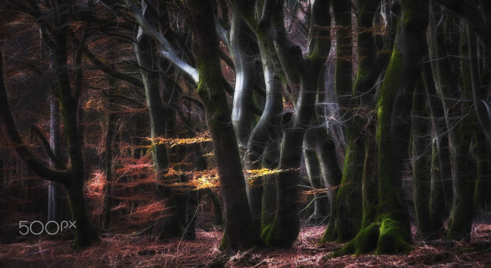 Samsung NX1 sample photo. Mysterious speulderforest photography
