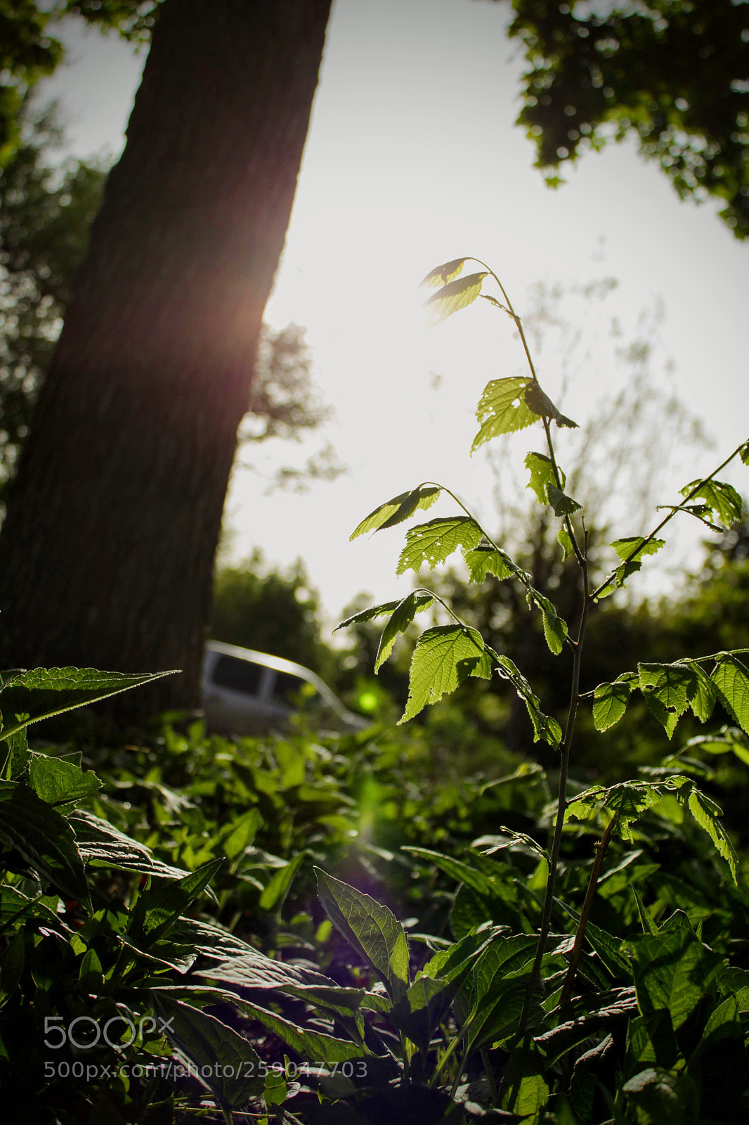 Canon EOS 500D (EOS Rebel T1i / EOS Kiss X3) sample photo. Study of green, 2 photography