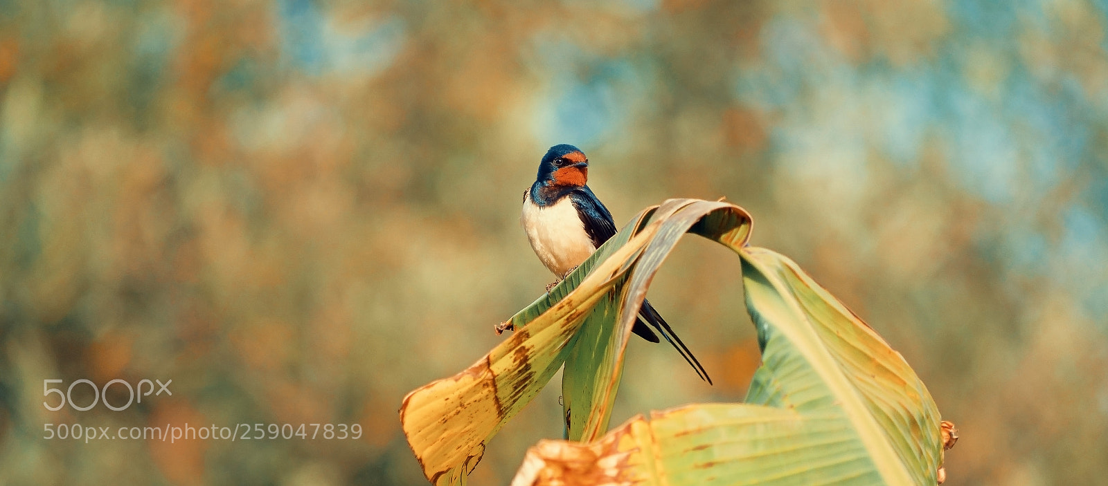Panasonic Lumix DC-GH5 sample photo. Another bird photography