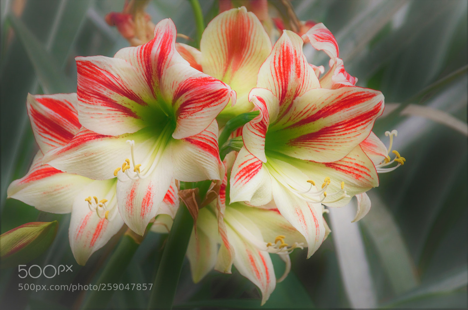 Nikon D7000 sample photo. Exotic elegance... photography